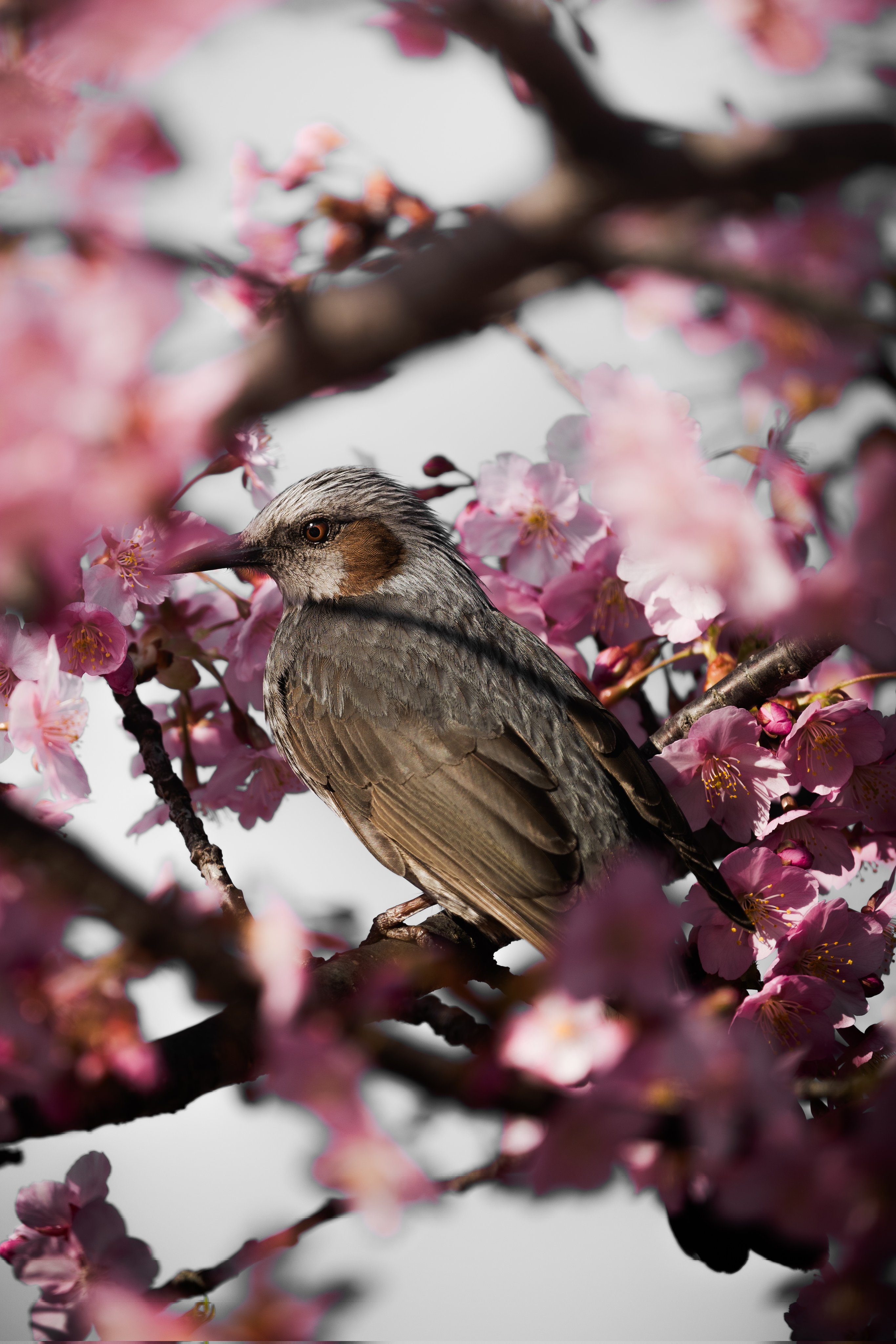 330px-八重桜RIMG2176.JPG