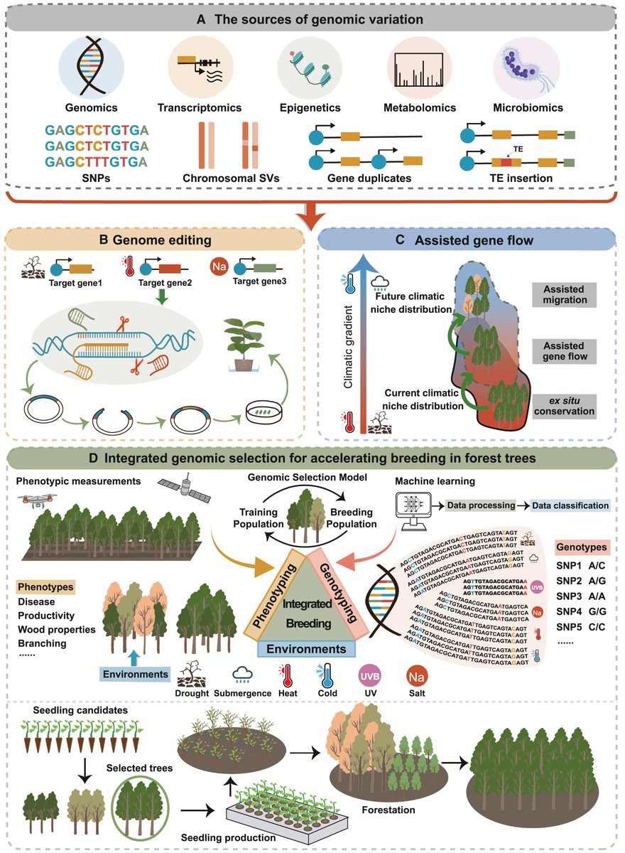 Abiotic stress in plants (Green Survivors) (@abioticstress) on Twitter photo Review by Feng et al. <a href="/JingWang368/">Jing Wang</a> <a href="/MPlantPCom/">Molecular Plant & Plant Communications</a>
Integrating #evolutionary #genomics of #forest trees to inform future tree #breeding amid rapid #climate change
cell.com/plant-communic…
#PlantSci <a href="/sci_plant/">Plant Science</a> <a href="/ForestryRes/">Forestry Research</a> <a href="/evol_genomics/">Evolutionary Genomics</a> <a href="/RelayJFR/">Journal of Forestry Research</a> <a href="/AgriForHelsinki/">Faculty of Agriculture and Forestry</a> <a href="/ResearchGenome/">GenomeResearch</a> Review by Feng et al. <a href="/JingWang368/">Jing Wang</a> <a href="/MPlantPCom/">Molecular Plant & Plant Communications</a>
Integrating #evolutionary #genomics of #forest trees to inform future tree #breeding amid rapid #climate change
cell.com/plant-communic…
#PlantSci <a href="/sci_plant/">Plant Science</a> <a href="/ForestryRes/">Forestry Research</a> <a href="/evol_genomics/">Evolutionary Genomics</a> <a href="/RelayJFR/">Journal of Forestry Research</a> <a href="/AgriForHelsinki/">Faculty of Agriculture and Forestry</a> <a href="/ResearchGenome/">GenomeResearch</a>