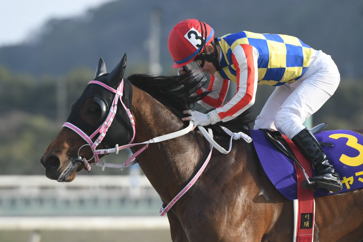 黒船賞 1着はシャマル。本日、高知競馬場で行われた第27回黒船賞