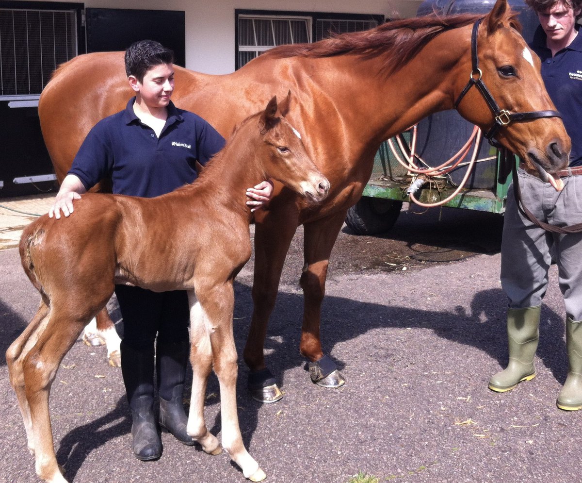 Very grateful that Harry’s Bar had such lovely owners to take good care of him after his long and successful career. This is him  as a foal with his much missed mum Firenze❤️