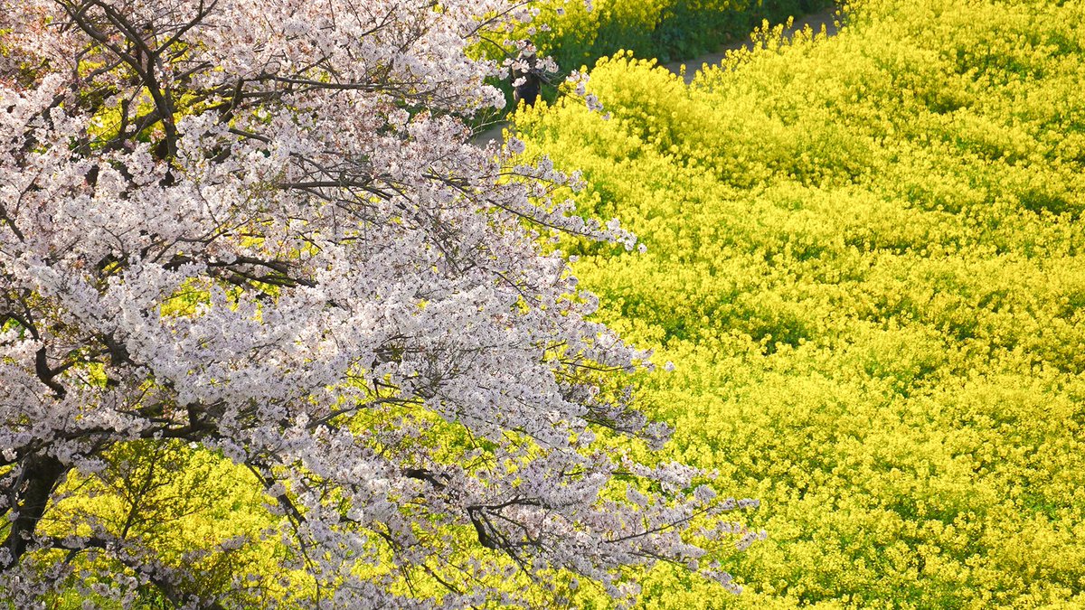 mita3_'s tweet photo. 今年も見たい桜の景色 𓈒𓏸 https://t.co/jAkxm8iSK9