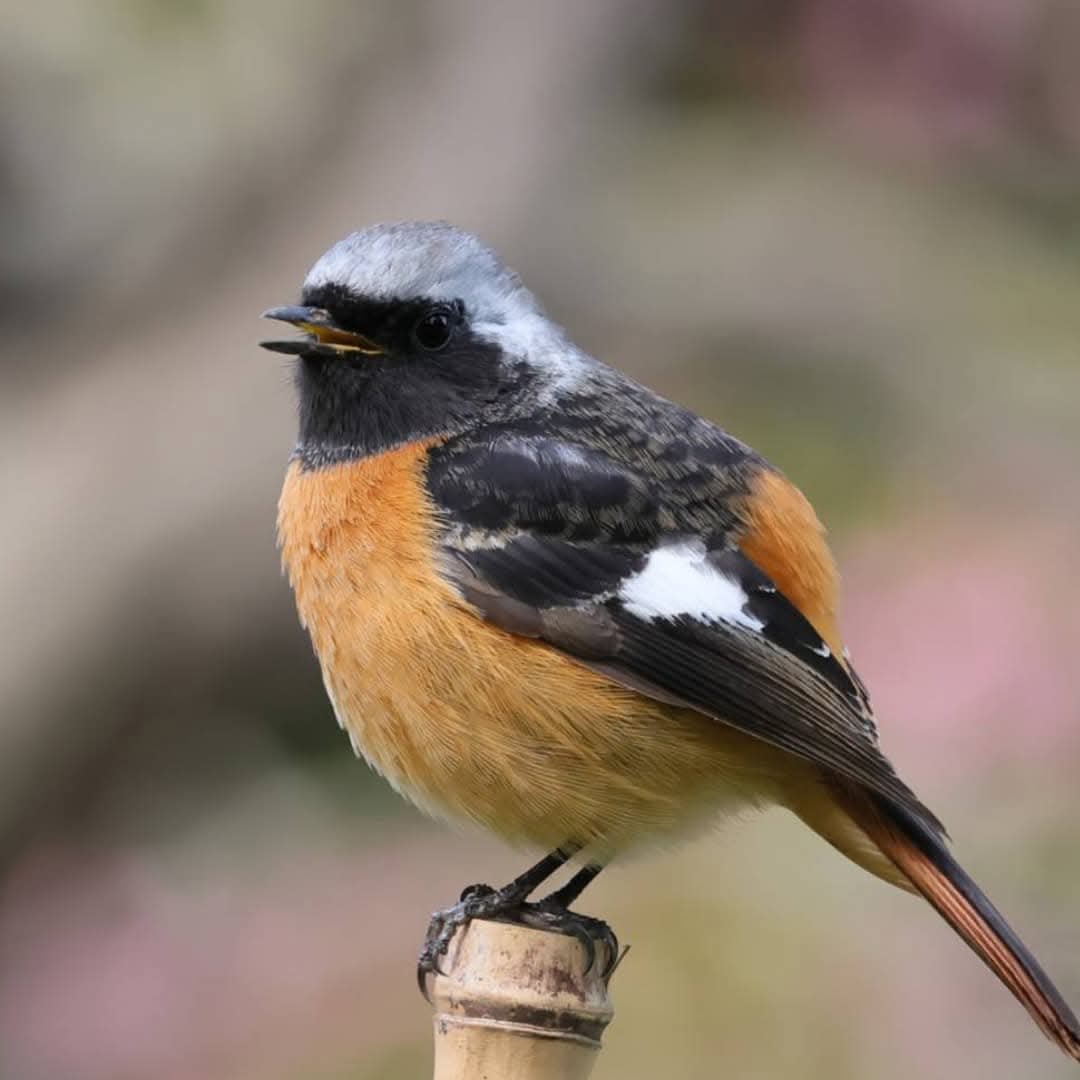 〜花鳥風月〜

香川県高松市
特別名勝 栗林公園

梅林が満開でその中を
梅ジローくん達が…

南側の山際を歩いていると
何と⁉️カワセミくんが✴️👀

慌ててシャッターを切ったのですが
カメラ設定が間に合わずブレブレ💦

ジョウビタキのジョビ男くんにも
また来るね➰👋とご挨拶🤗

ステキな処です✴️