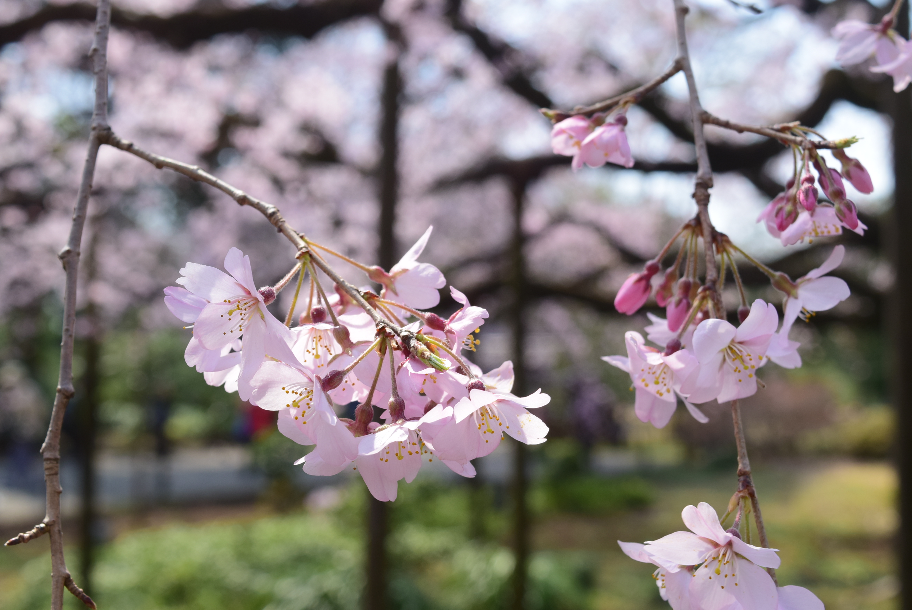 桜の花のこけし 45年前　九代目又五郎作　シミあり、キズ無し。 桜色舞うころ - YouTube