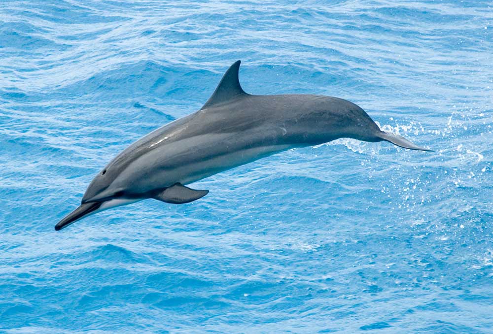 Spinner dolphins (Stenella longirostris) topped last week's data leaderboard at Wildbook. Known for their acrobatics, they can spin up to seven times with each leap. Spinner dolphins are one of 62 species served in Flukebook.org.