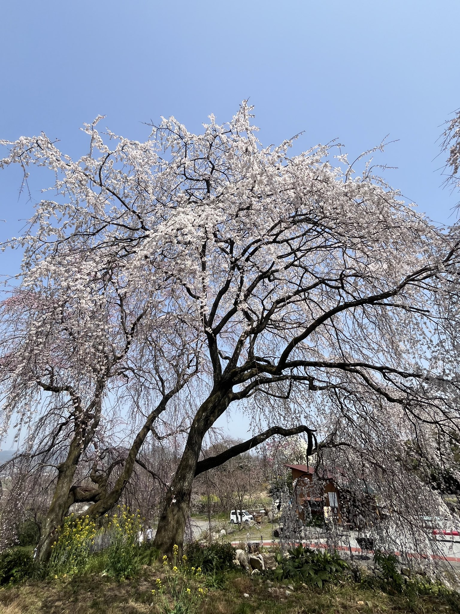 うきは観光みらいづくり公社 on X: 