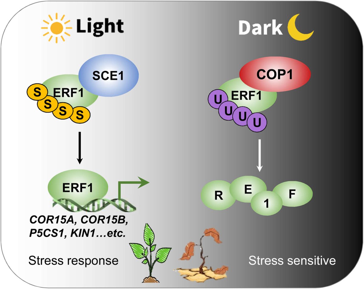 AgriExperts's tweet photo. How light stabilizes a stress-response protein, aiding plants in enduring challenging conditions

#StressResponse #photomorphogenesis #AbioticStress #BioticStress #transcriptomic #thermotolerance #Sumoylation #Drought @WileyGlobal @BestAgriculture 

https://t.co/JJa5aJz282 https://t.co/ALcODaz6gl