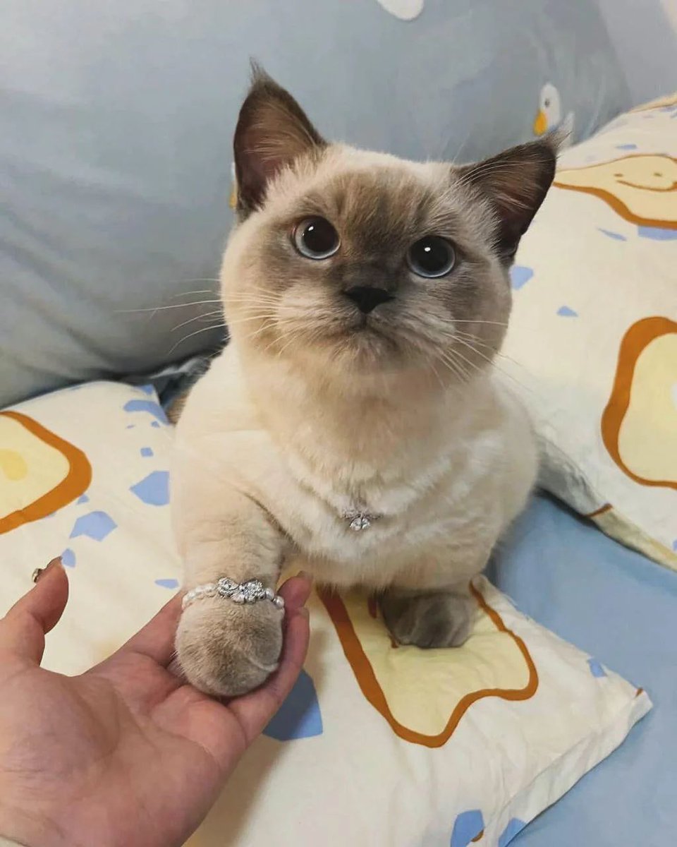 TheCatsX's tweet image. 