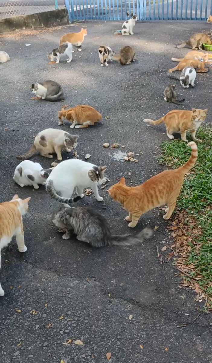 kyril_graguks's tweet photo. Kawan2.Disaat Ramadhan nak berakhir,saya ingin merayu bantuan kawan2 jika sudi berkongsi rezeki dgn ratusan anak2 jalanan yg amat memerlukan bantuan makanan basah,kering&amp;rawatan.Mereka semakin ramai dibuang&amp;ini amat2 membebankan😔.34 hot spot setiap hari.Jika ada rezeki lebih🙏😔 https://t.co/mIKf2VLCnA