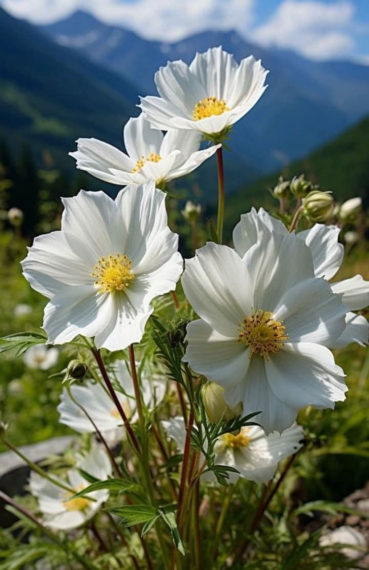 Günaydın...Mutlu Sabahlar