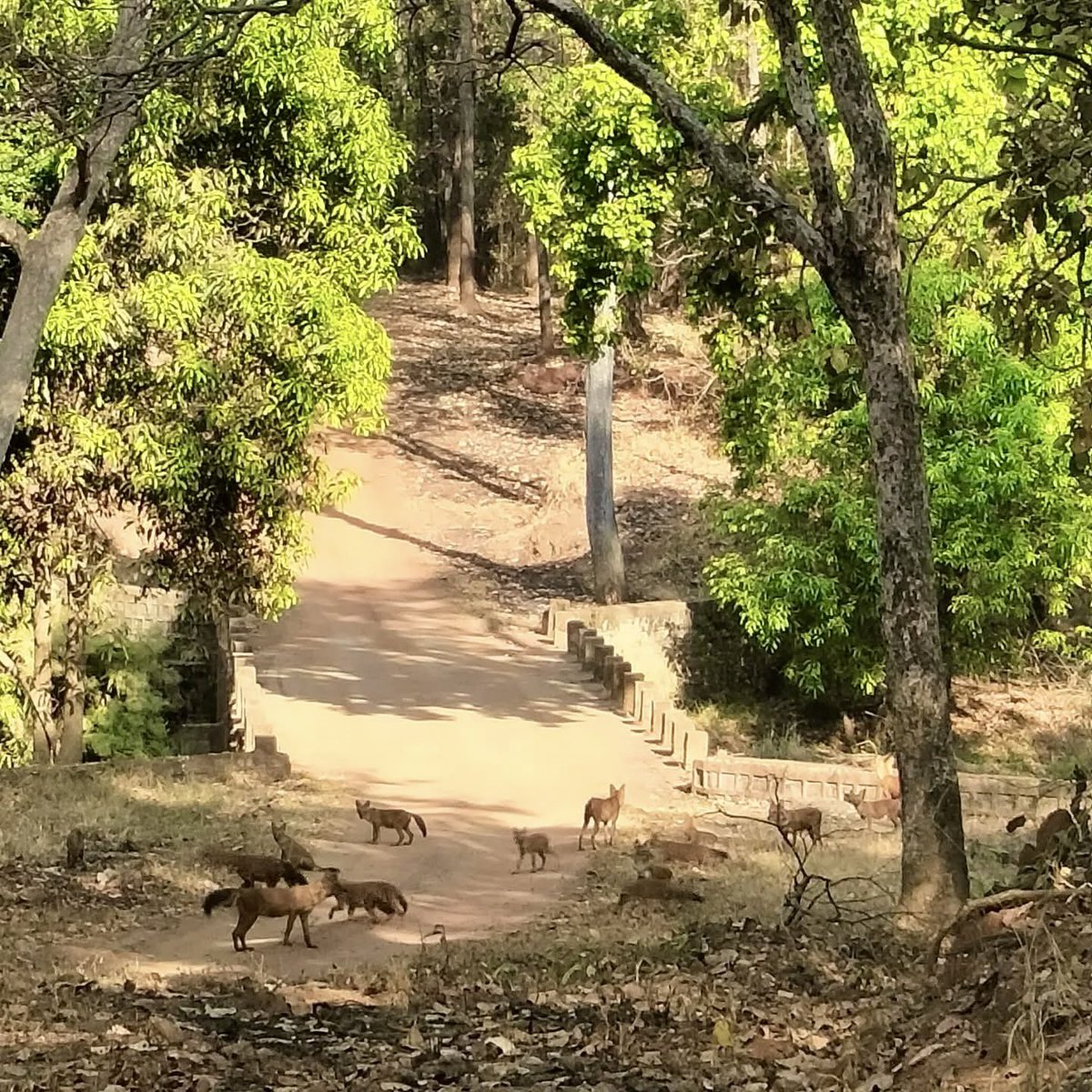 A pack of Wild Dogs(Dhol)
Somewhere in Kanha
PC- Umesh Yadav 
#incredible_Kanha 
<a href="/TrKanha/">Kanha Tiger Reserve</a> <a href="/minforestmp/">Department of Forest, MP</a>