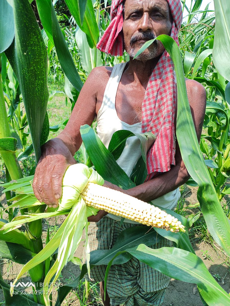 Directorate of Soil Conservation, Govt of Bihar (@soilconservebih) on Twitter photo स्वीटकॉर्न और बेबीकॉर्न की खेती में सफलता के बाद, पूर्णिया जिले के किसानों ने अब बनमनखी अनुमंडल में पहली बार पॉपकॉर्न की खेती शुरू की है। यह पहल कृषि विविधीकरण और किसानों की आय बढ़ाने की दिशा में एक महत्वपूर्ण कदम है।
#PopcornFarming
<a href="/Agribih/">Agriculture Department, Govt. of Bihar</a> <a href="/VijayKrSinhaBih/">Vijay Kumar Sinha</a> <a href="/SanjayAgarw_IAS/">Sanjay Kumar Agarwal</a> स्वीटकॉर्न और बेबीकॉर्न की खेती में सफलता के बाद, पूर्णिया जिले के किसानों ने अब बनमनखी अनुमंडल में पहली बार पॉपकॉर्न की खेती शुरू की है। यह पहल कृषि विविधीकरण और किसानों की आय बढ़ाने की दिशा में एक महत्वपूर्ण कदम है।
#PopcornFarming
<a href="/Agribih/">Agriculture Department, Govt. of Bihar</a> <a href="/VijayKrSinhaBih/">Vijay Kumar Sinha</a> <a href="/SanjayAgarw_IAS/">Sanjay Kumar Agarwal</a>