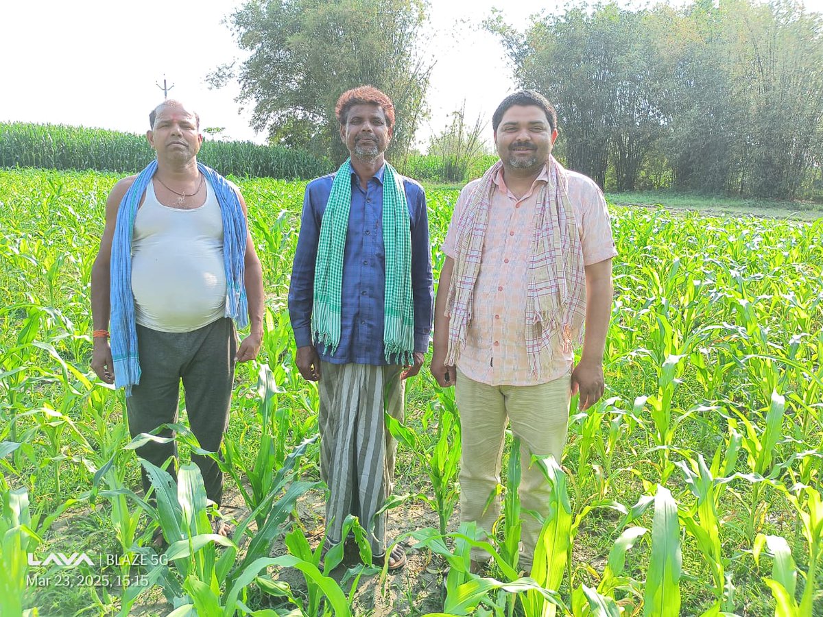 soilconservebih's tweet photo. स्वीटकॉर्न और बेबीकॉर्न की खेती में सफलता के बाद, पूर्णिया जिले के किसानों ने अब बनमनखी अनुमंडल में पहली बार पॉपकॉर्न की खेती शुरू की है। यह पहल कृषि विविधीकरण और किसानों की आय बढ़ाने की दिशा में एक महत्वपूर्ण कदम है।
#PopcornFarming
@Agribih @VijayKrSinhaBih @SanjayAgarw_IAS https://t.co/gY4SdHMUY2