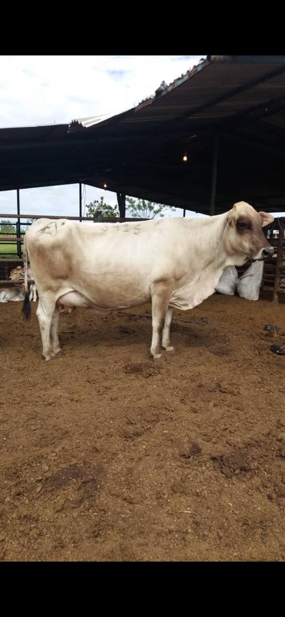 Las caroreñas …   
<a href="/asocricaOriente/">Asocrica - Núcleo Oriente</a> 
<a href="/EdgarQsardi/">Edgar Quintero</a> 
<a href="/AVEGANAR/">Asociacion Venezolana de Ganaderia Regenerativa</a>