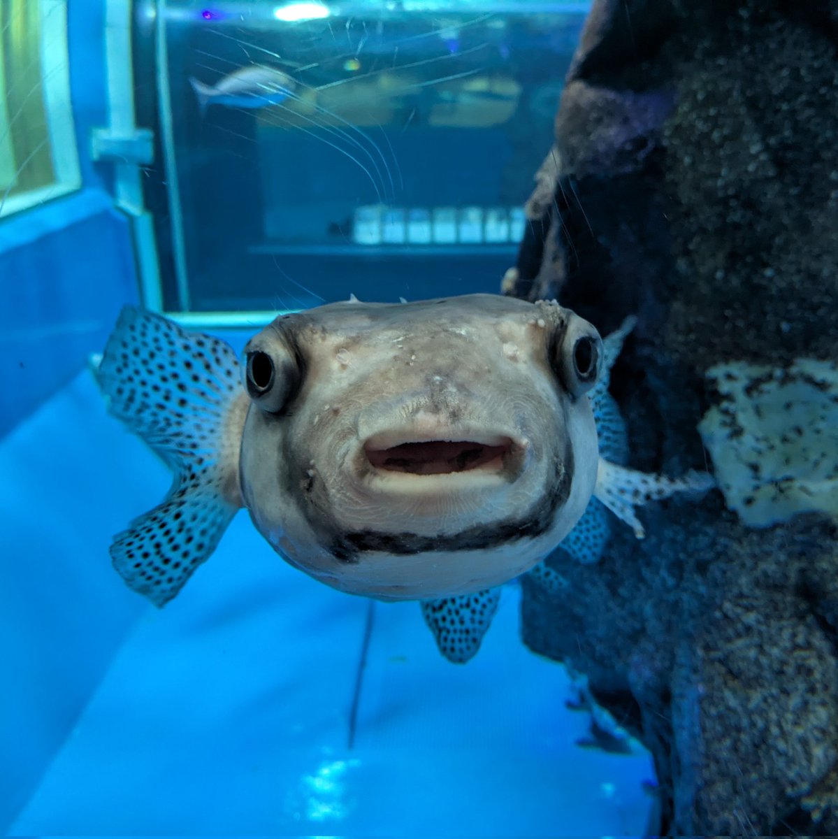 魚津水族館公式 on X: 