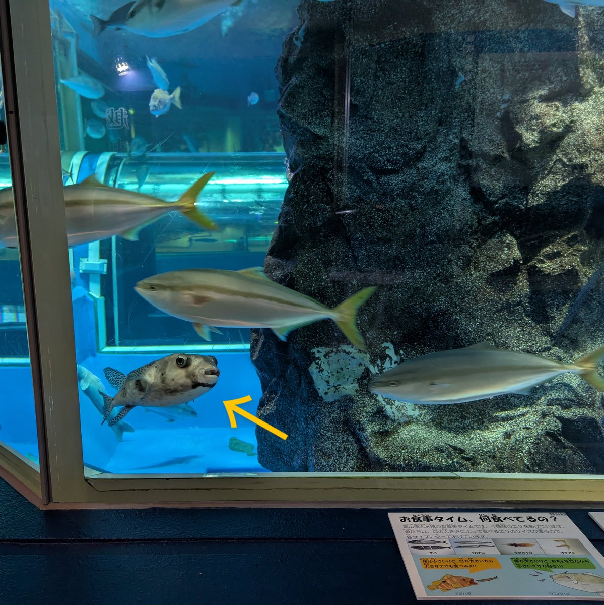 魚津水族館公式 on X: 