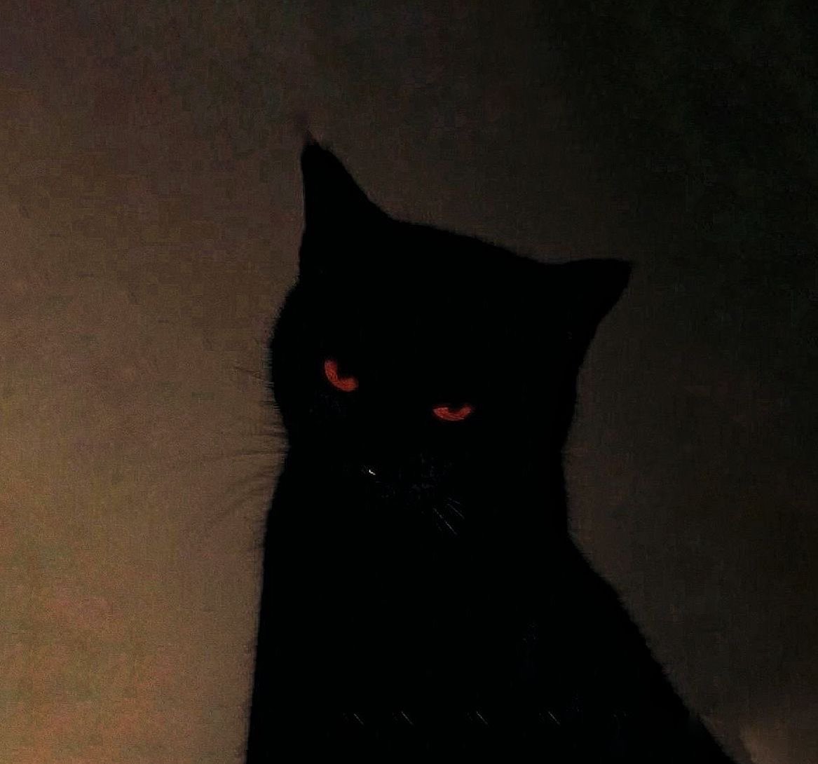 Black cats are not bad luck (@visualscat) on Twitter photo 