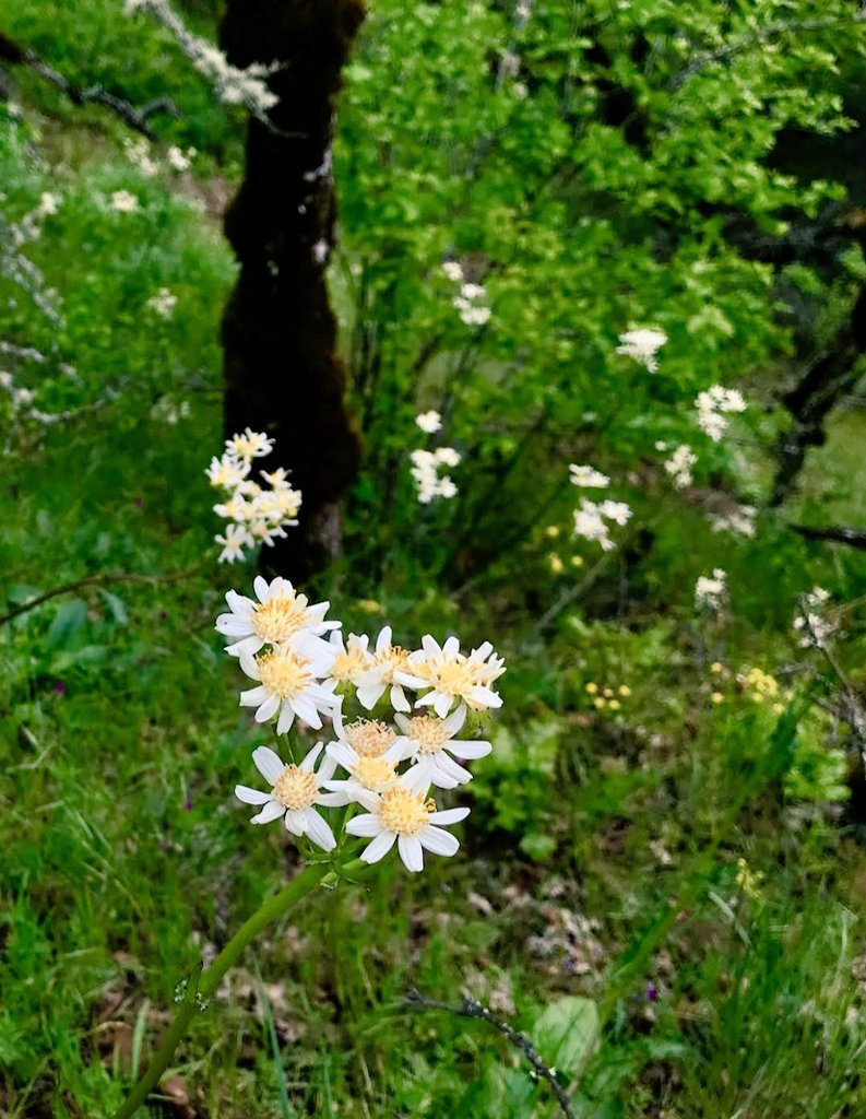 फूल महकते जरूर है लेकिन कांटो में रहते है,
जिस दिन हम कठिनाइयों में रहना सीख गए आसमान पे जाने से कोई नहीं रोक सकता ।

🌞Good Afternoon X Mate 🔥