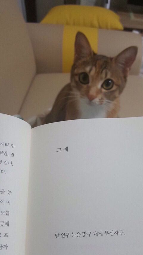 사진을 눌러보세요