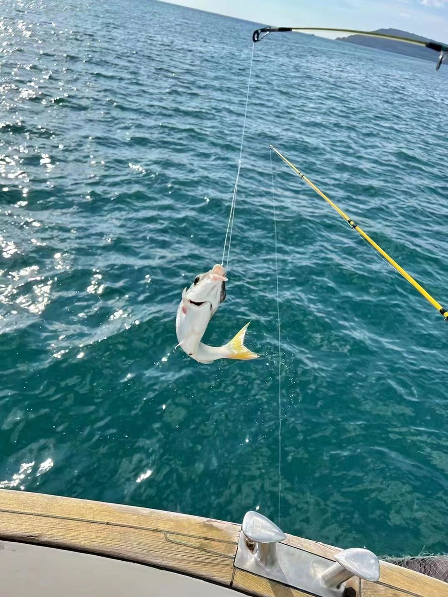 alexandre_88894's tweet image. offstage mayoral spuggy
Sea fishing