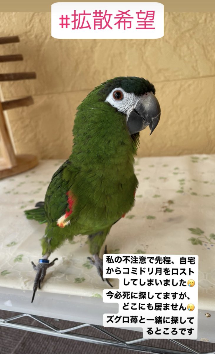 torizuki_htj's tweet photo. 迷子鳥さんの情報です。
お近くの方、まわりを見回していただけるとありがたいです。
もし何か情報がありましたら、私までご連絡ください。
 #長野県松本市
 #迷子鳥
 #拡散希望 https://t.co/N7WCTeYUts