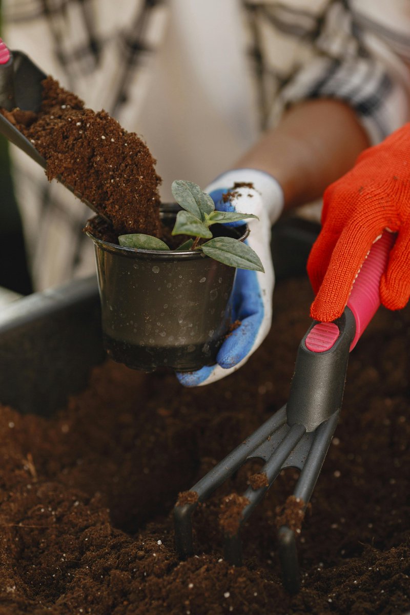 🌳 Oak Seedling Transplant at Sughereta di San Vito! 🌳A special event with Parco Naturale Monti Ausoni &amp;  "Alessandro Filosi" (LT) high school! Together, we’ll transplant ~30 oak seedlings in outbreak area no. 2, Monte San Biagio🌿📈Stay tuned!
#LIFEprogramme #LIFEAmplifiers