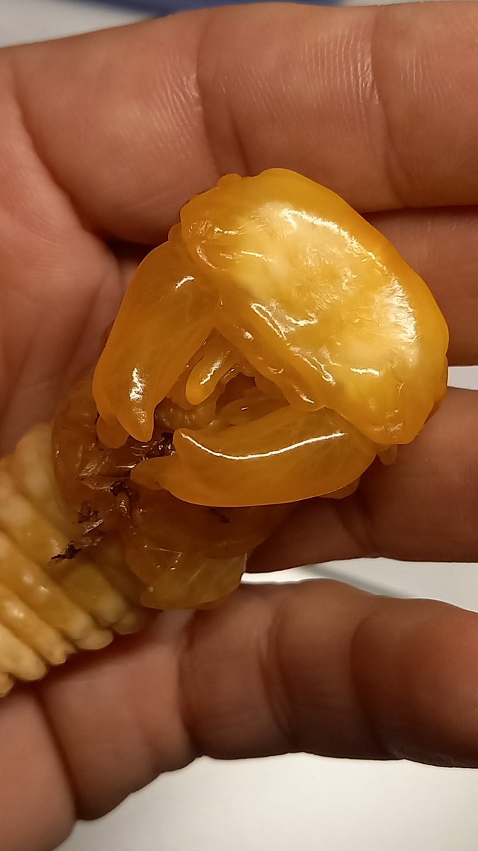 脱げきれなかった。
は〜い残念