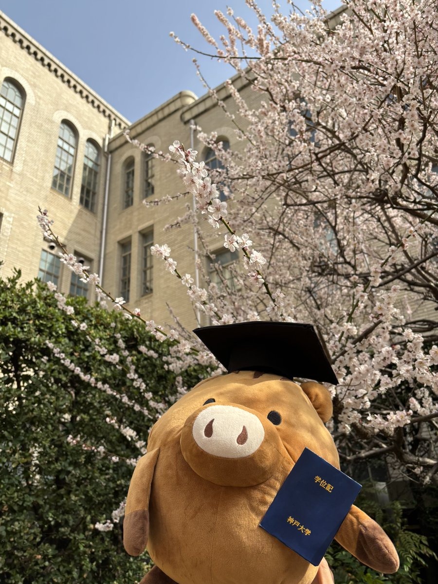 ryosokai's tweet image. 今日は学位授与式の日です♪
うりぼーも学位記をもって満開の梅とともに誇らしげです🌸
#神戸大学
#凌霜会
#うりぼー