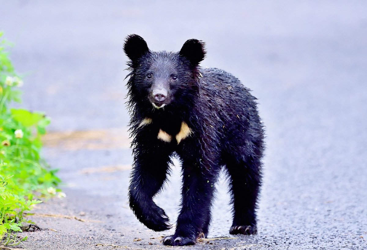 母熊を失い  市街地を彷徨う子熊

23年度  捕殺された熊は  全国で9099頭
 
人間は  動物達から  森を奪い
棲みかを奪い  餌となる食べ物を奪い
母親を奪い  子を奪う
そして  その肉体までも  奪う

熊は  獰猛で  恐ろしい？

人間以上に  恐ろしい生き物が
いるだろうか？