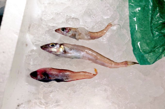 ギス
ギス
チゴダラ
かな? 