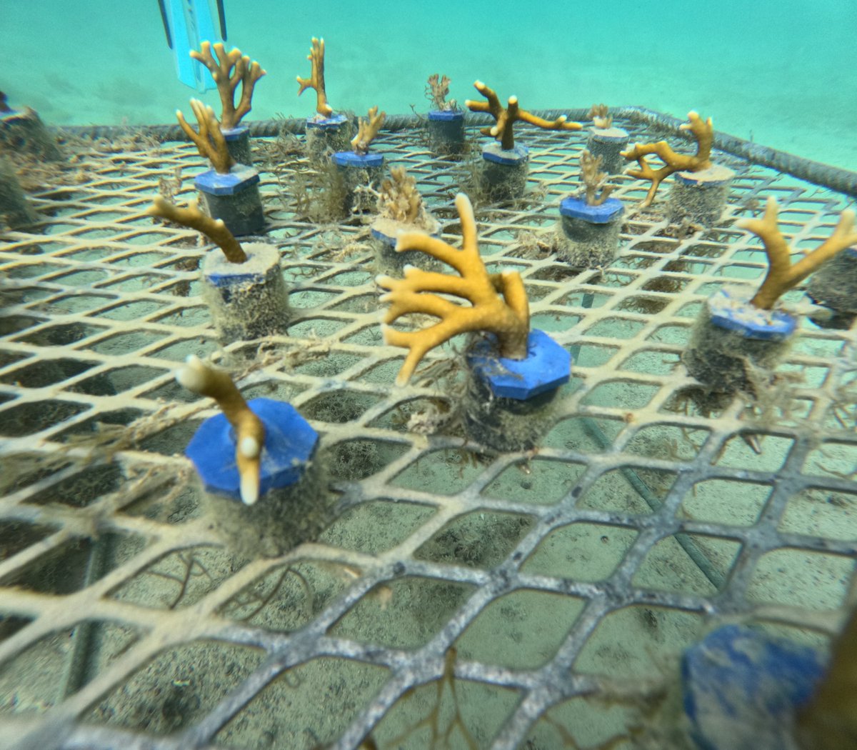 reefoSol's tweet photo. $REEFO: Reef Restoration Reborn—Blockchain Beats the Old Playbook 🌊🪸🔗  

 $REEFO rewriting how we save coral reefs. Traditional methods? Slow grants, murky funding, and guesswork on growth. We’re flipping that: blockchain-integrated restoration tracks every coral via IoT biometrics—real-time data on calcification and survival rates, not dusty reports. 🌿📡  

  Here’s the edge: $REEFO tokenizes reef progress—every 28 days, growth fuels smart contract airdrops for holders and funds more planting. No middlemen, no lag—just transparent, scalable impact. Old school begs for cash; $REEFO builds a self-sustaining eco-engine. Follow @REEFO—see reefs rise like never before! 🌍💚  
  #REEFO #ReefRevival #SolanaCrypto