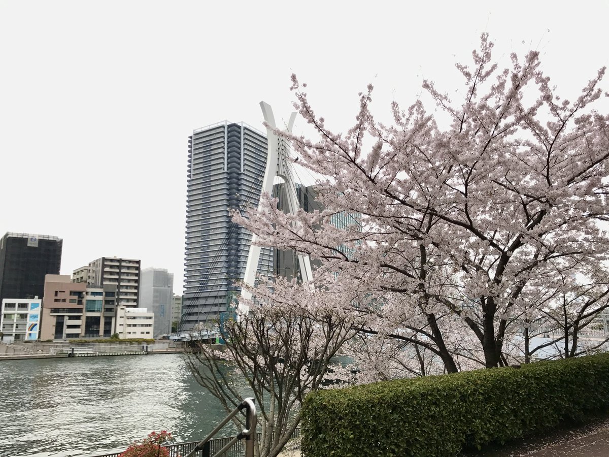max747jp's tweet photo. 毎週水曜日の　「夜間飛行」✈︎  @ひきだし
　3月26 日(水) 19:00〜　営業いたします。

ご搭乗をお待ちしています。👨‍✈️💁‍♂️
皆さまと「夜間飛行」✈︎な会話を楽しみにしております。
お花見🌸の陽気なノリで喋りまくりますね！

画像は以前 私が住んでた所の公園 桜🌸です。
スナック「ひきだし」で楽しい酒盛りをしましょう！

スナック「ひきだし」
　赤坂見附駅　徒歩2分
　赤坂扇やビル5階　港区赤坂3-9-4

ライフ・トラベラー
SHIMIZU, Max Akihiko

#夜間飛行 #元客室乗務員 #スナック #CA #客室乗務員 #航空機マニア