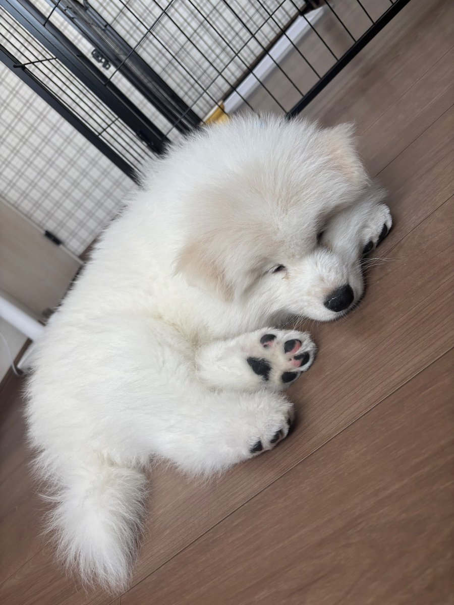 SamoyedoKoyomi's tweet photo. お迎え初日…
早速二回粗相して大慌てで片付ける飼い主の真横の床で爆睡するこよみくん🤣✨
頑張って一緒にトイレ覚えようね🚽

#サモエド #サモエドこよみ https://t.co/dEklWGX6pn