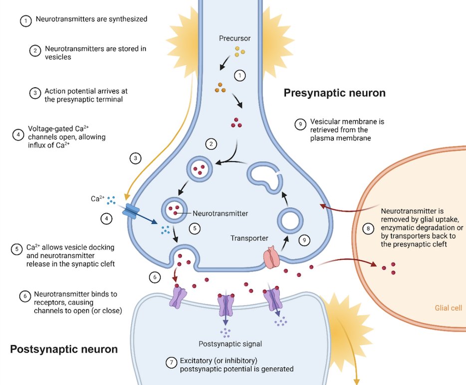 PET Connectivity (@connectivitypet) on Twitter photo New review paper 📜🎓 published in <a href="/ImagingNeurosci/">Imaging Neuroscience</a>
Molecular connectivity is transforming PET and SPECT imaging by moving beyond traditional univariate analyses to capture inter-regional neurotransmission dynamics. (1/3)
doi.org/10.1162/imag_a… New review paper 📜🎓 published in <a href="/ImagingNeurosci/">Imaging Neuroscience</a>
Molecular connectivity is transforming PET and SPECT imaging by moving beyond traditional univariate analyses to capture inter-regional neurotransmission dynamics. (1/3)
doi.org/10.1162/imag_a…