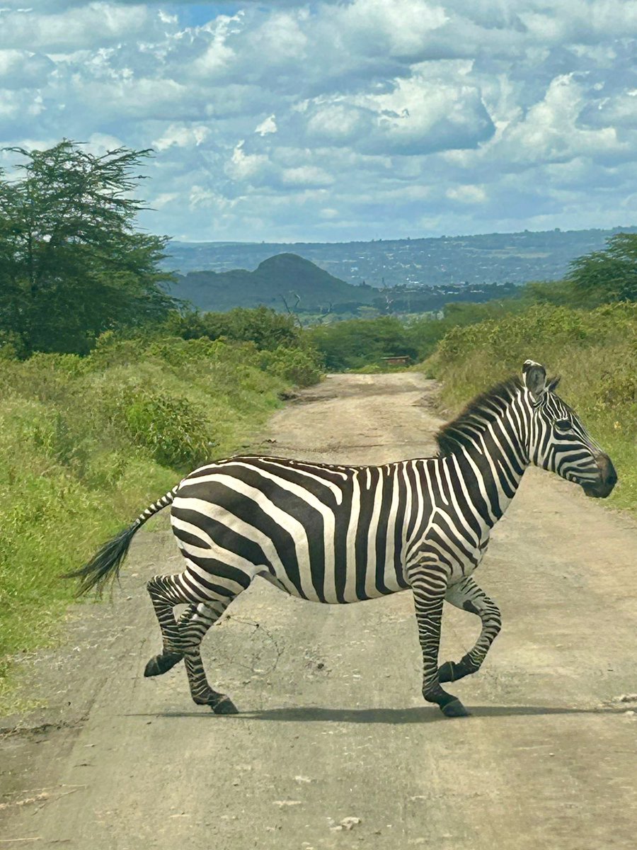 tilmansafaris's tweet photo. In Lake Nakuru National Park, a Zebra moves freely, surrounded by nature's beauty. The wild is truly magical! Join us in the next safari and experience the magical adventure. https://t.co/2RalRpOVyJ
