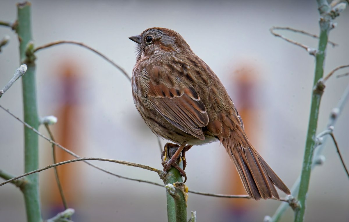 randyaeckert's tweet image. Song Sparrow - Sidney, BC Canada

A familiar bird to many British Columbians

#songsparrow #birds #followers #sparrow #birdphotography #bird #birding #wildlifephotography #birdsofinstagram #wildlife #nature #naturephotography #sparrows #birdwatching #sparrowsofinstagram