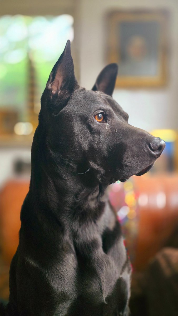 tuin_vander's tweet image. Goedemorgen everyone 👋
Czekając na Kyarę...

#Amai 
#ThaiRidgeback