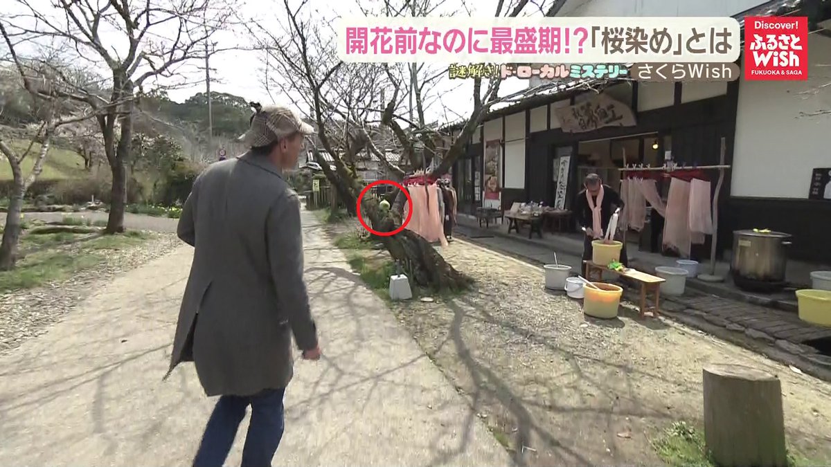ugu_wish's tweet photo. 🔎
今日の「#うぐうぃっしゅを探せ」は2箇所👀
\今週は🌸さくらWish🌸/
開花前なのに最盛期⁉「桜染め」について調査してきたよ🔎
KBCのYouTubeでぜひ今日の放送もチェックしてみてね📺
https://t.co/J9QnhZ95fu
うぐ!いーっすね!
#うきは市 #ukiha
#うぐうぃっしゅ #福岡 #KBC https://t.co/4NTEbnMlWK