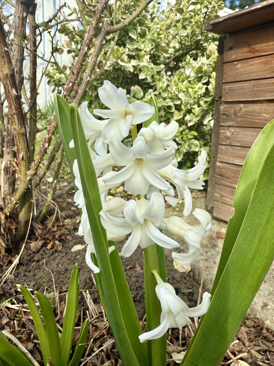 TheFlowerShow's tweet image. Good morning! 🌸 Happy Tuesday! 

Wishing you a day as bright and wonderful as these delicate petals. 🌿🪻🤍

#GoodMorning #happytuesday #SpringVibe