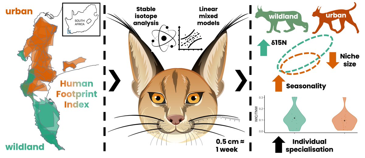 Dr Gabi Leighton (@gabileighton) on Twitter photo 👏 NEW PAPER 👏
Using sequential whisker segments sampled from monitored caracals we find seasonality in use of urban resources in a generalist population made up of specialist individuals.
OA paper "The Cat's Whiskers" here: onlinelibrary.wiley.com/doi/10.1002/ec… <a href="/Ecol_Evol/">Ecology and Evolution</a> <a href="/UCT_Research/">UCT Research</a> 👏 NEW PAPER 👏
Using sequential whisker segments sampled from monitored caracals we find seasonality in use of urban resources in a generalist population made up of specialist individuals.
OA paper "The Cat's Whiskers" here: onlinelibrary.wiley.com/doi/10.1002/ec… <a href="/Ecol_Evol/">Ecology and Evolution</a> <a href="/UCT_Research/">UCT Research</a>
