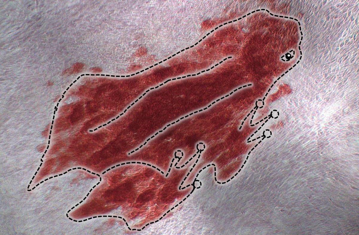 IMDEA Materials (@imdeamaterials) on Twitter photo 💡 Our <a href="/BCD_IMDEA/">BCD Research Group - IMDEA Materials</a> group researches biomaterials for osteochondral applications.
This image from Yuyao Liu is an example of Alizarin red staining, a typical method to check released calcium deposition during bone regeneration.
+info: materials.imdea.org/groups/bcd/
<a href="/echeverry_monik/">Monica Echeverry</a> 💡 Our <a href="/BCD_IMDEA/">BCD Research Group - IMDEA Materials</a> group researches biomaterials for osteochondral applications.
This image from Yuyao Liu is an example of Alizarin red staining, a typical method to check released calcium deposition during bone regeneration.
+info: materials.imdea.org/groups/bcd/
<a href="/echeverry_monik/">Monica Echeverry</a>