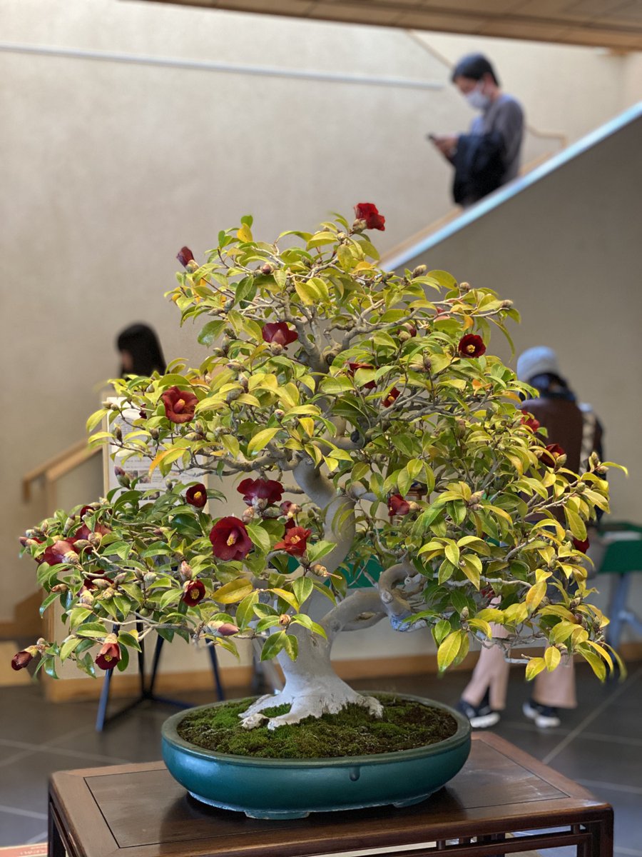 MICHIKOSASAMOTO's tweet photo. Bonsai Art Museum
大宮盆栽美術館にて
リニューアルされた最初の日曜日の午後でしたが、空いておりました。根にまとわり付く青々とした苔や力強い曲線の幹、落葉後の枝ぶり、空間の間など大自然を想像した造形美の数々で、愉しいひと時でした。 https://t.co/75GAMtt4b1