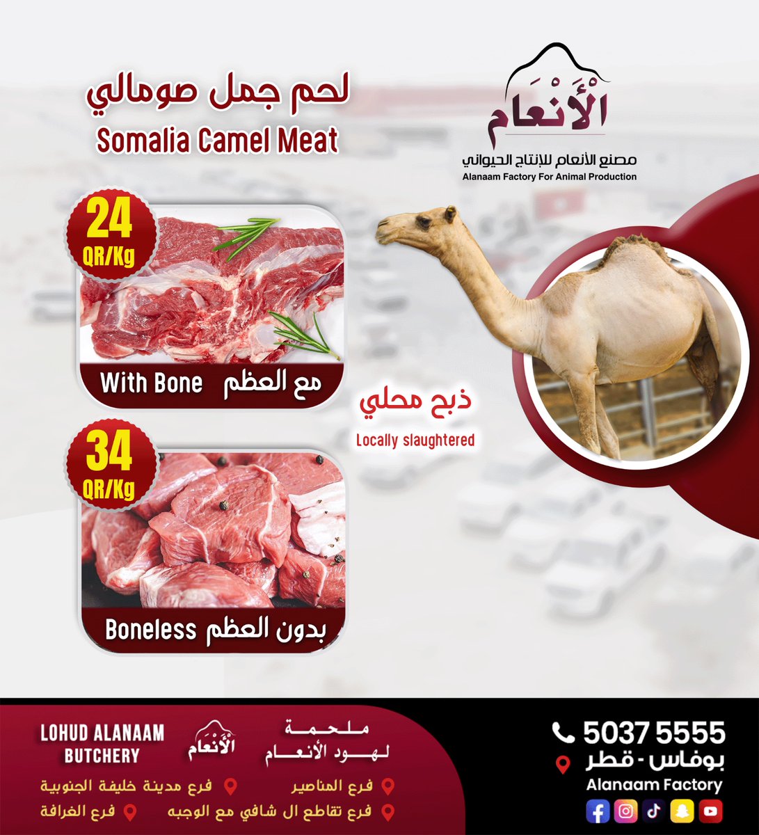 جمال صومالية  مسمنة و معلوفة
للمزيد من التفاصيل التواصل على 50375555
مصنع الأنعام للإنتاج الحيواني
اوقات العمل
يوميا : المبيعات من 09:00 صباحاً الي 03:30 مساء  بعد الساعة 8:30 مساءً حتى الساعة 11:30 مساءً
والعمل في المقصب  من 09:00 صباحا حتى 03:00 مساء
خدمة التوصيل متوفرة بسيارات