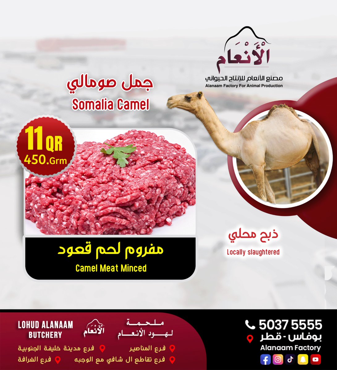 جمال صومالية  مسمنة و معلوفة
للمزيد من التفاصيل التواصل على 50375555
مصنع الأنعام للإنتاج الحيواني
اوقات العمل
يوميا : المبيعات من 09:00 صباحاً الي 03:30 مساء  بعد الساعة 8:30 مساءً حتى الساعة 11:30 مساءً
والعمل في المقصب  من 09:00 صباحا حتى 03:00 مساء
خدمة التوصيل متوفرة بسيارات