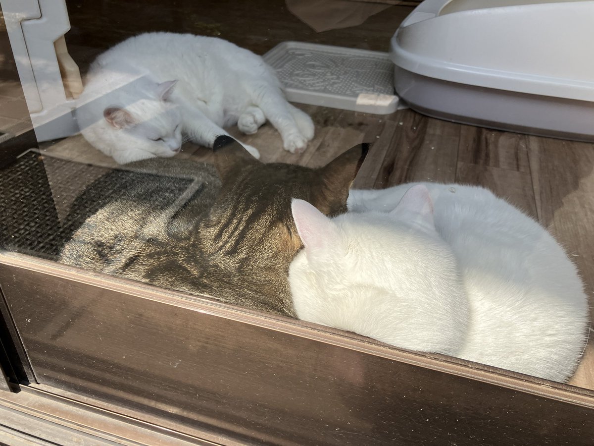 homenyan222's tweet photo. 今日も今日とて❤️❤️❤️

#保護猫 https://t.co/ZEZZcP8NSt