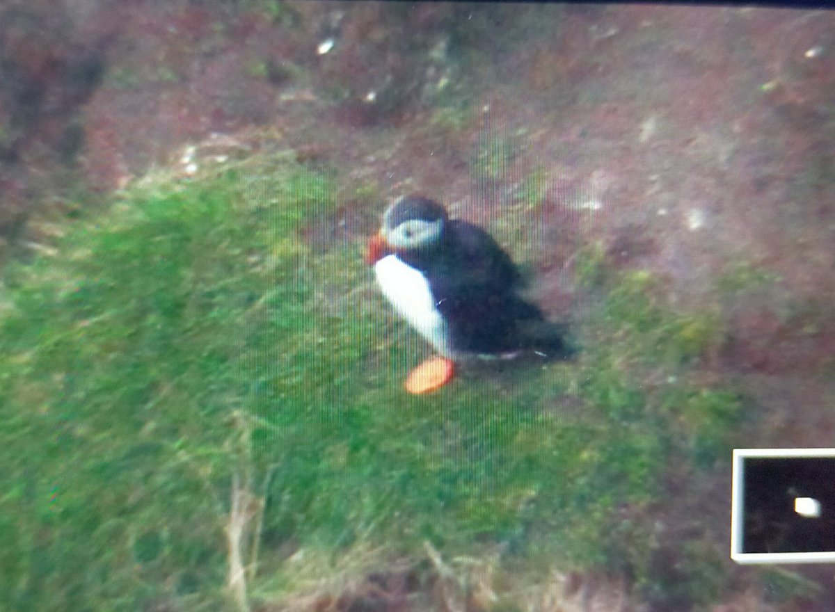 _Stickybeak's tweet image. 🎉 PUFFIN PUFFIN PUFFIN   🎉
Windy, wet and cold out here currently, but what a breathtaking scene! Gazillions of Guillemots and Razorbills, and very briefly our first Puffin of the year 🥳