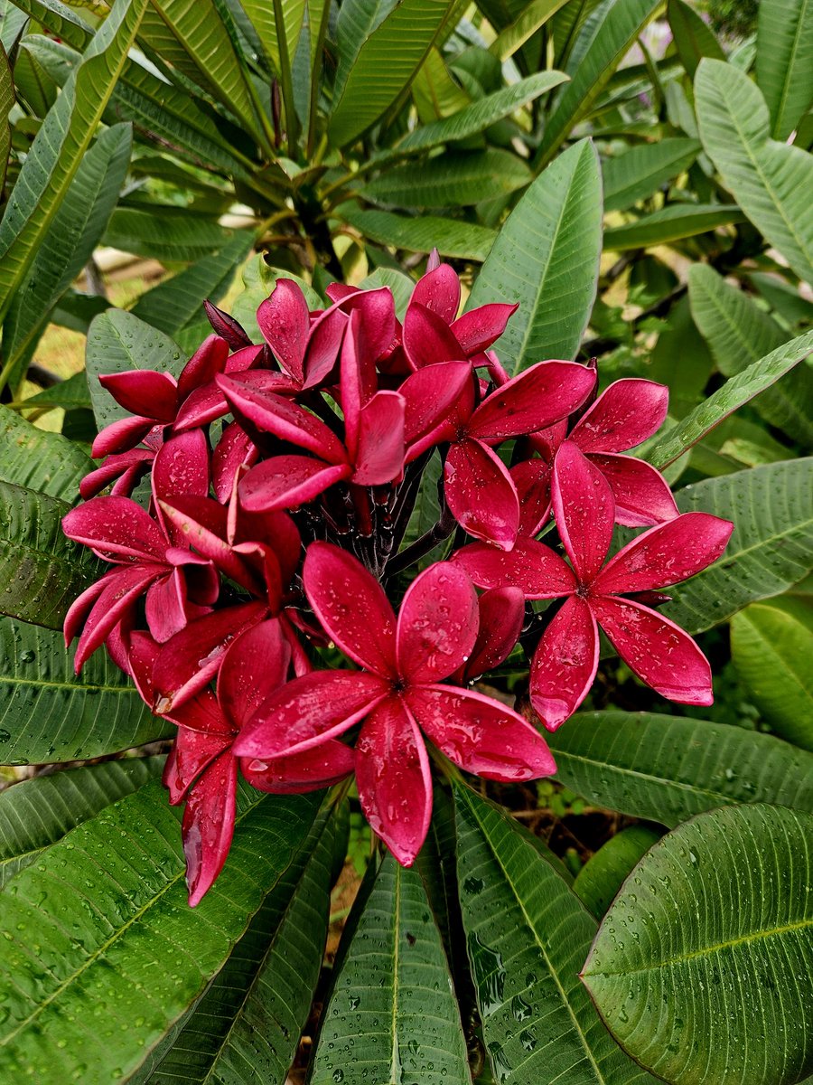 Grapes all picked, time to smell the Frangipani's @mistressblockvineyard.com.au