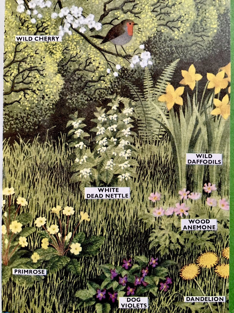 “Find a hedgerow on a bank and examine just one yard of it. Then make a list of all the different plants you can find in that yard. You will be astonished at the variety”  (1965)
Artist: Ronald Lampitt 
Writer: Richard Bowood