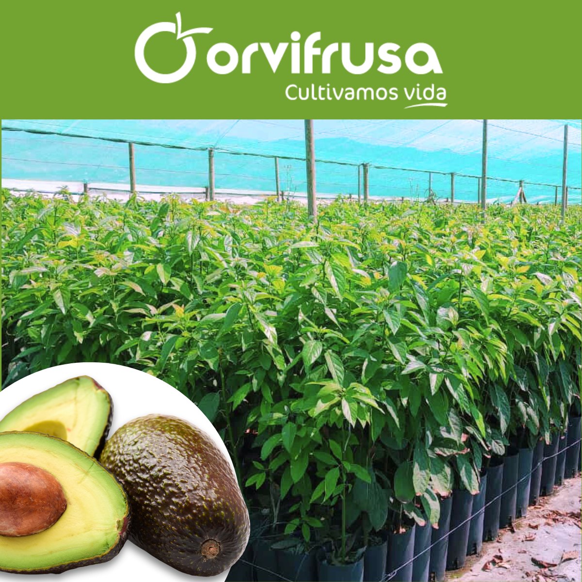 🌿 ¡Descubre el poder del aguacate con nuestras plantas de alta calidad en Orvifrusa! 🍏
Nuestras plantas de aguacate están disponibles en diferentes formatos, lo que las hace perfectas para cualquier espacio, desde jardines hasta pequeños balcones.

orvifrusa.com/wp-content/cat…