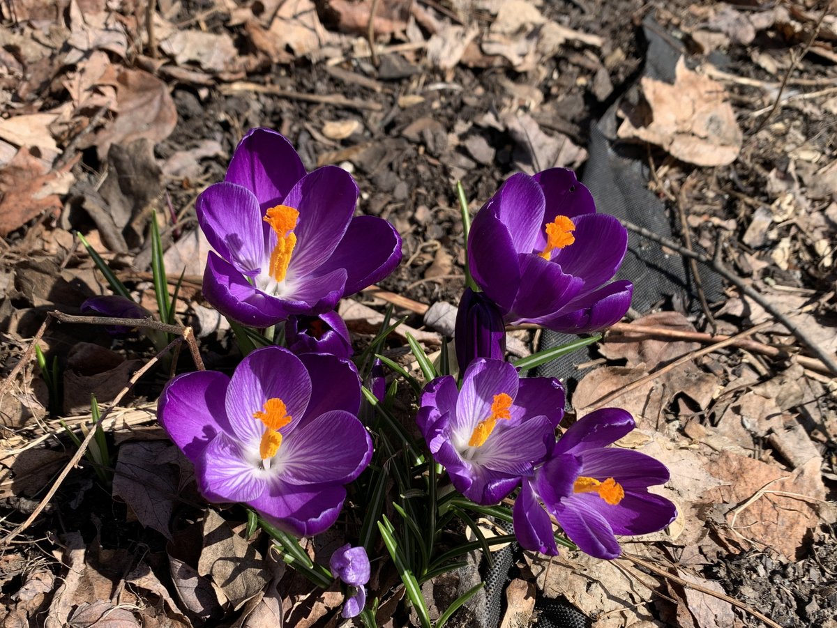 Today might not feel like spring in the Finger Lakes, so here are some crocuses to brighten your day! 🌸

#march