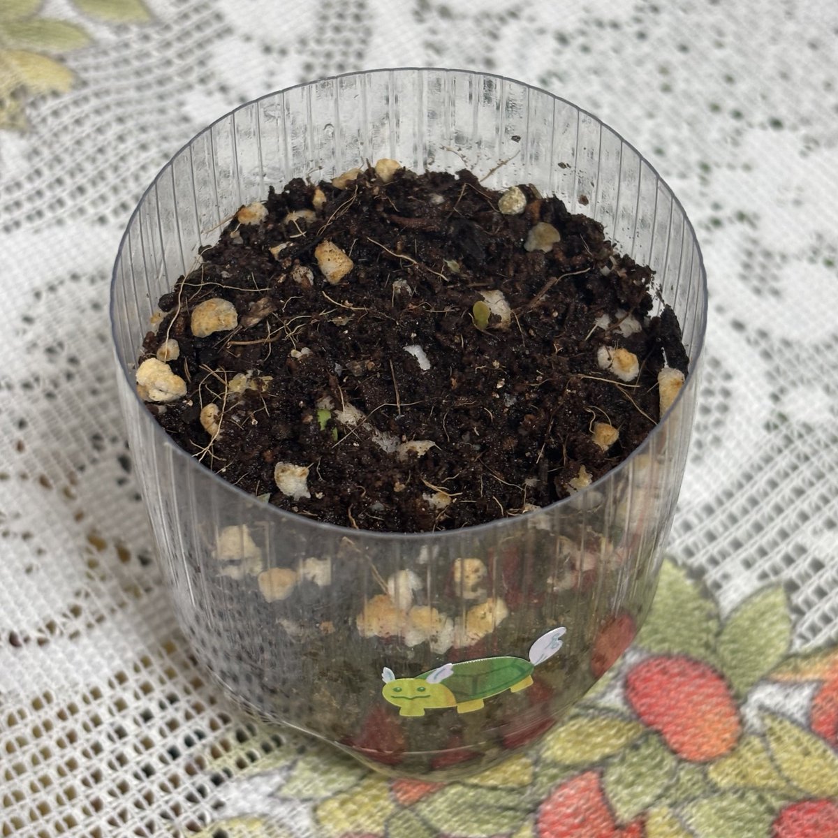 파란꽃 드디어싹나다...